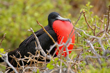 Fototapeta premium Male Magnificent Frigatebird with inflated gular sac on North Se