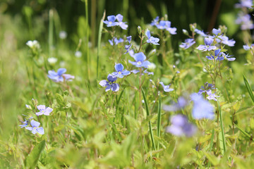 spring wildflowers forget-me