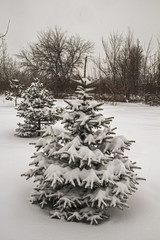 Snowfall. Winter snow covered fir trees. Russia.