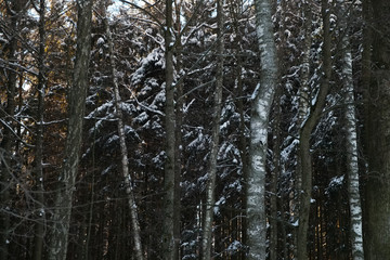 Trees in the forest covered with snow