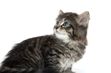Cute tabby kitten looking up on white