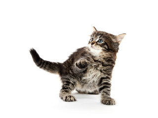 cute tabby kitten playing on white