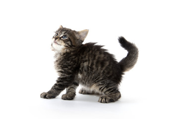 cute tabby kitten playing on white