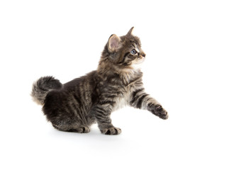 Cute baby tabby kitten on white