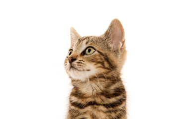 Cute tabby kitten