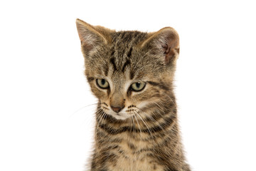 Cute tabby kitten