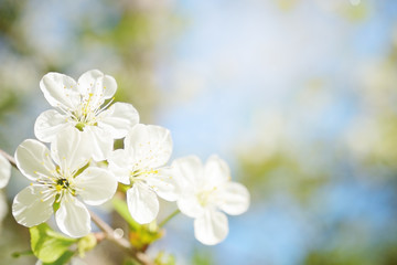 Cherry flowers in sunny day