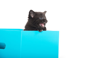 Cute black kitten in box