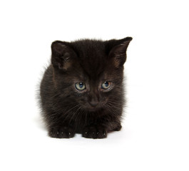 Cute black kitten