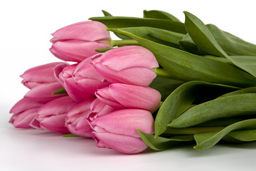 Bunch of pink tulips on white background. Clipping path incl.