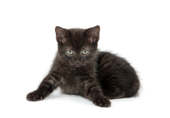Cute black kitten
