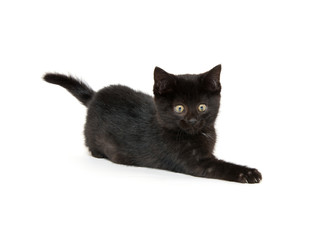 Cute black kitten on white background