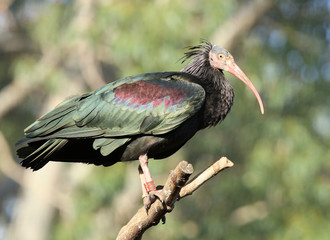 Portrait of a Northern Bald Ibis
