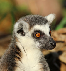 Portrait of a Ring-Tailed Lemur