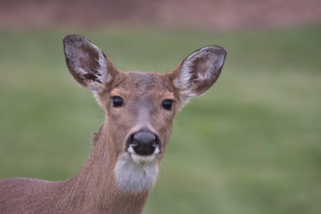 White-tailed deer doe