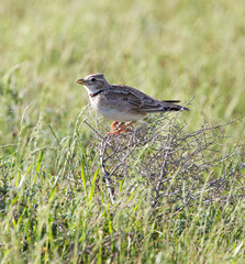 steppe birds in nature