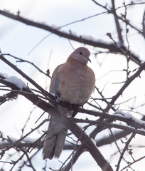 dove on the tree in winter