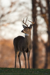 Large white-tailed buck on a hillside