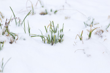 Grass in the snow in the winter in nature