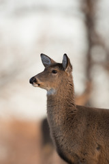 Large white-tailed buck on a hillside