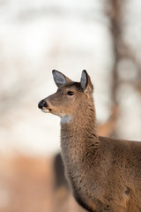 Large white-tailed buck on a hillside