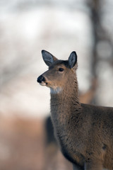 Large white-tailed buck on a hillside