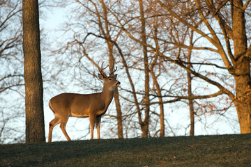 Large white-tailed buck on a hillside