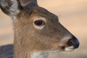 Naklejka na ściany i meble White-tailed deer doe