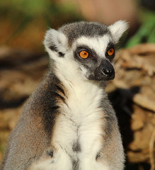 Naklejka na ściany i meble Portrait of a Ring-Tailed Lemur