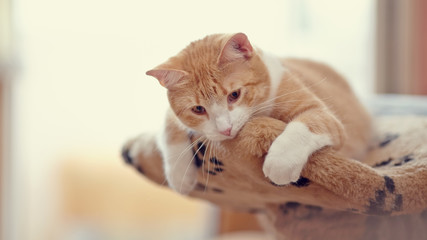 Portrait red with white the domestic cat