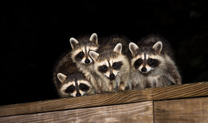 Four cute baby raccoons on a deck railing © Tony Campbell