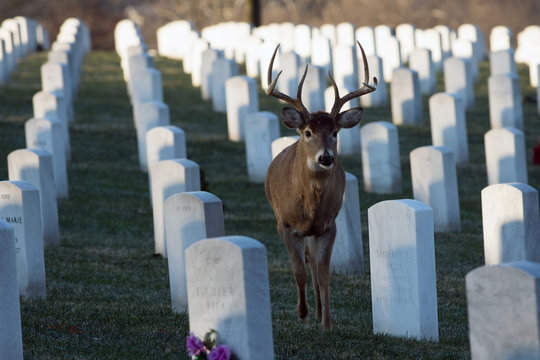 Large white-tailed buck in cemetery