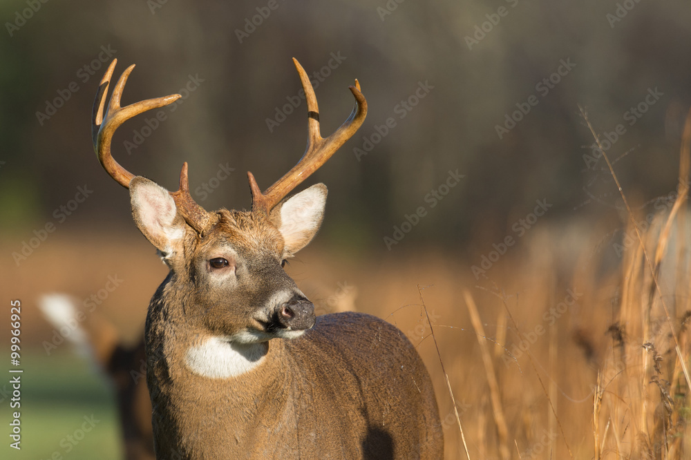 Wall mural Large white-tailed deer buck