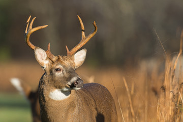 Fototapeta premium Large white-tailed deer buck