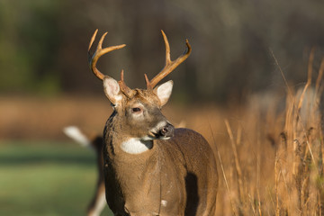 Fototapeta premium Large white-tailed deer buck