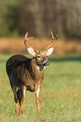 Large white-tailed deer buck