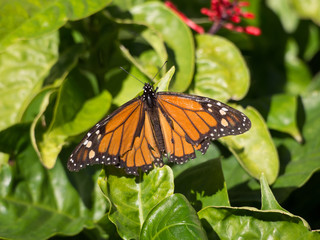 Monarch butterfly in a garden on Tenerife, Canary Islands, Spain