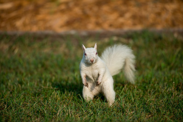 Fototapeta premium White squirrel in the grass