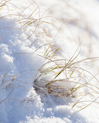 Grass in the snow in the winter in nature