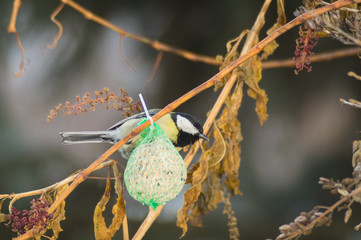 Cinciallegra, passero mangia pallina grasso mangiatoia. Mangiatoia per uccelli, birdgardening