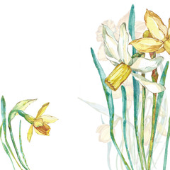 Watercolor flower compoition. Narcissus