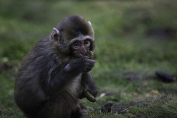 Obraz premium Feeding Time