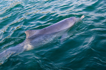 Delfin in freier Wildbahn, Amity Beach, Australien © theobliqueview