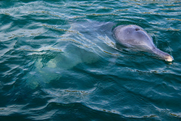 Delfin in freier Wildbahn, Amity Beach, Australien