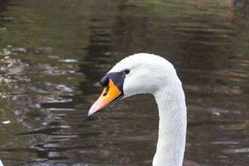 swan head