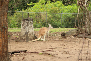K&auml;ngurus im Streichelzoo von Brisbane, aufgenommen im November 2015