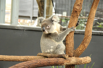 Koala, prise en Australie, novembre 2015