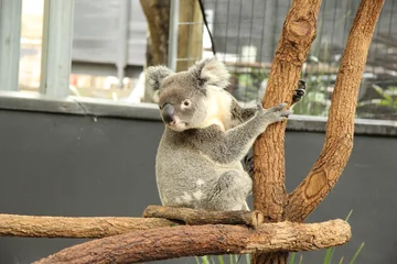 Tableaux ronds sur aluminium brossé Koala Koala, prise en Australie, novembre 2015