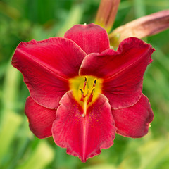 Red Lily in nature