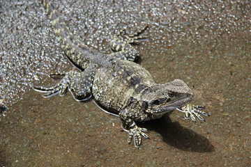 Lizzards in Australien, aufgenommen in freier Wildbahn im November 2015.